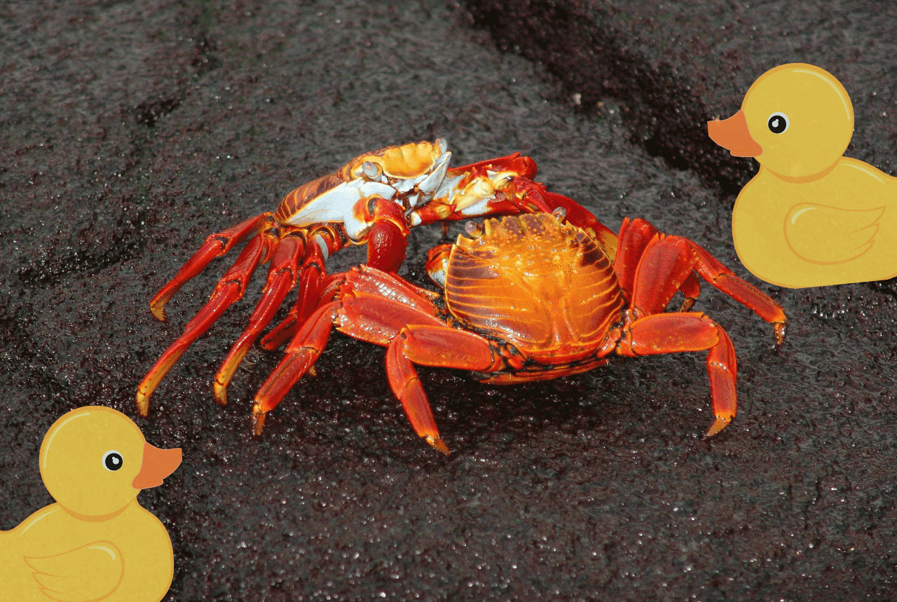 Two crabs in conflict with ducks