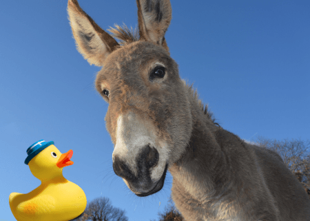 A close of of a real donkey talking to a plastic duck