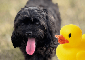A black dog with his tongue hanging out - with a yellow plastic duck